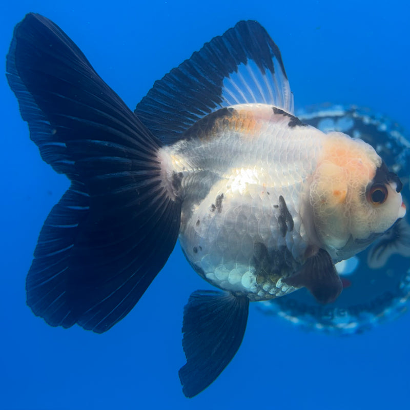 Thai Oranda Panda 3” Body Male(CK-1458)SHOWTANK2