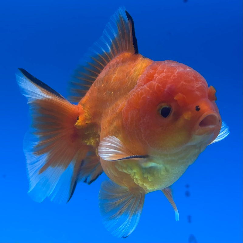 Thai Oranda Calico Red Yuanbao by SHOGUN 3” Body Male(CK-1203)SHOWTANK