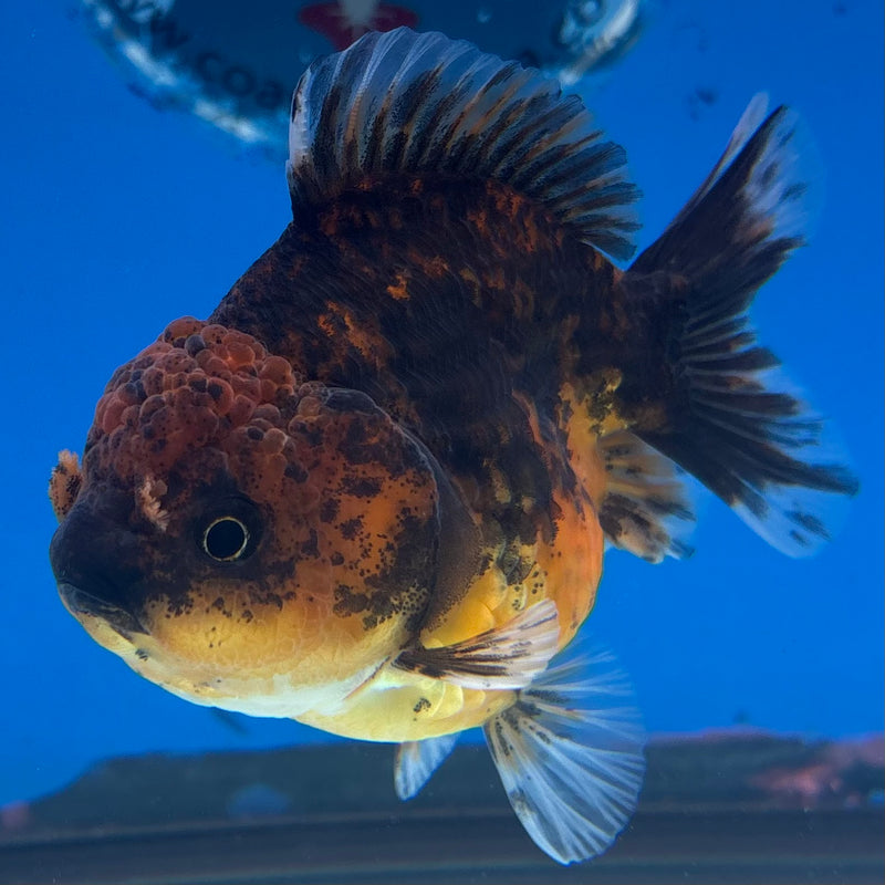 Thai Oranda SHOGUN 3” Body Female(CK-1142)R3A15