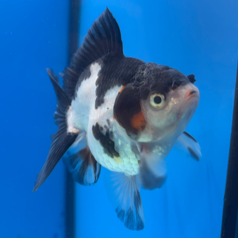 Thai Oranda NOK Tri-Color 3” Body Male(NOK-CK-1193)R3B13