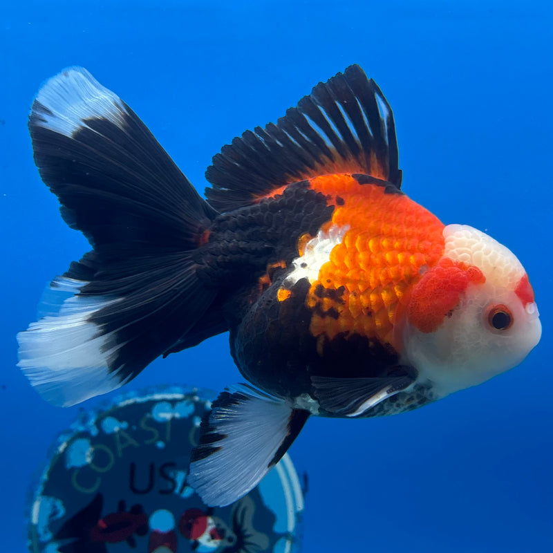 Thai Oranda Apache 3” Body Male(QGF-CK-1070)SHOWTANK