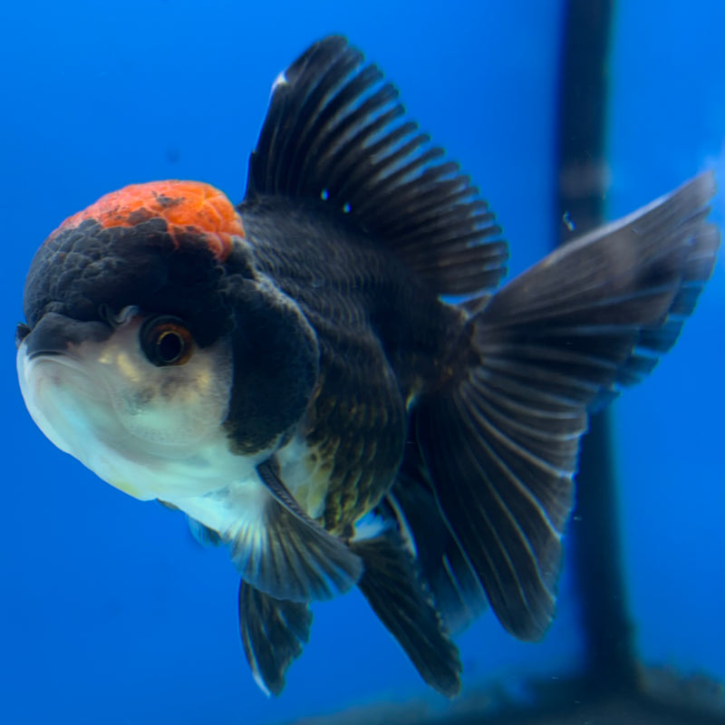 Thai Oranda Tri-Color 3” Body Male(CK-985)R3B08