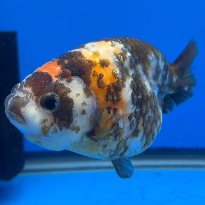Chinese Ranchu Calico 4” Body Female(CK-1461)R2A07
