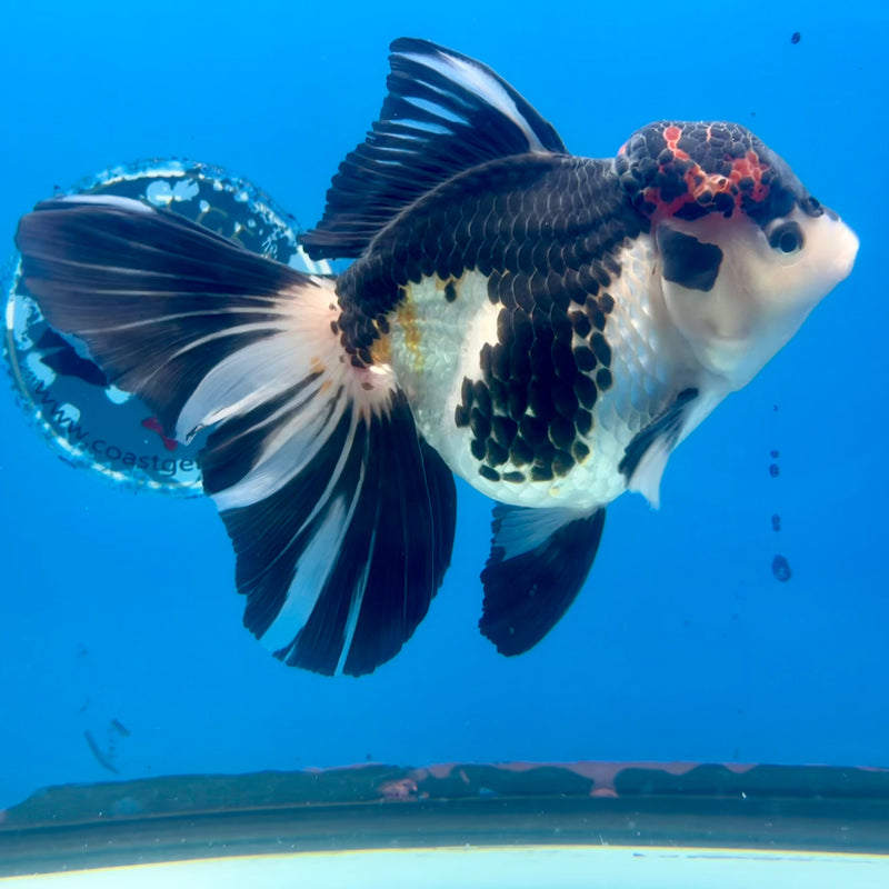 Thai Oranda AA Quality Tri-Color Orchid Tail 5” Body Male(CK-1103)SHOWTANK2