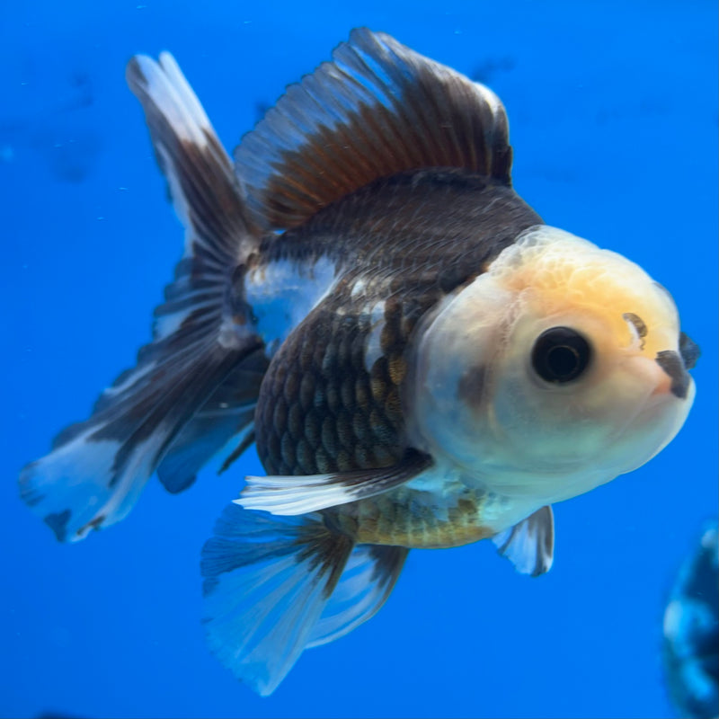 Thai Oranda Panda 2.5” Body Male(CK-854)R3B17