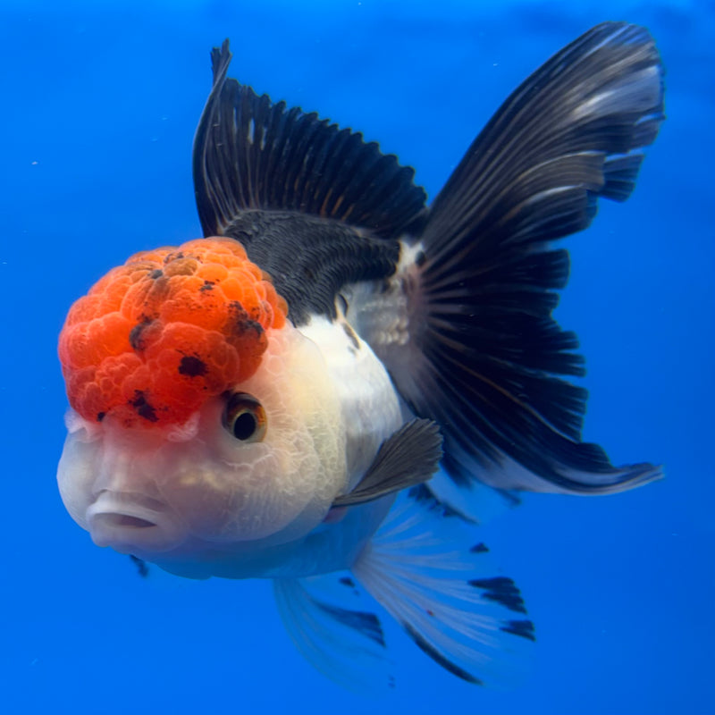 Thai Oranda Tri-Color 3.5” Body Female(CK-724)R1A02
