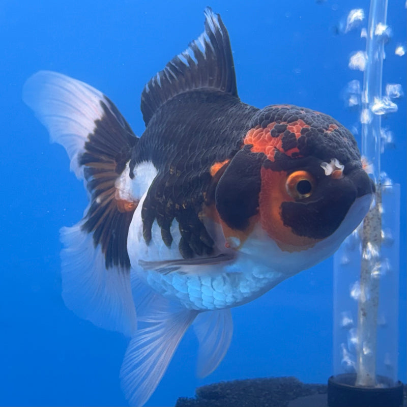 Thai Oranda Tri-Color Apache 3” Body Female(CK-685)R1A07