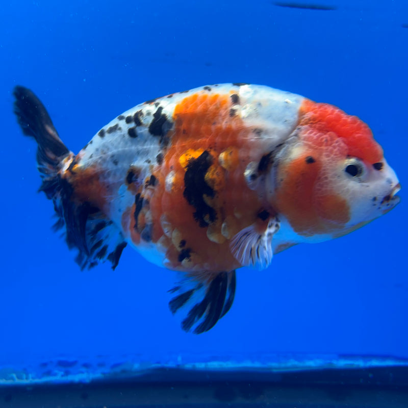 Thai Ranchu Tri-Color Calico 4” Body Male(CK-943)R2C03