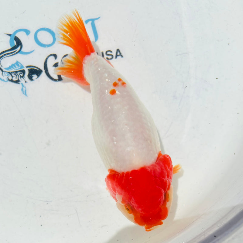 Thai Top View Red Head Ranchu A Grade 3.5” Body Male(CK-886)BLUETUB1