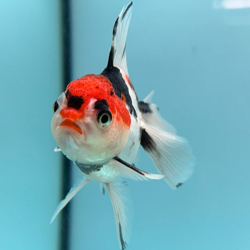 Thai Tri-Color Oranda 2”Body Male (JCD-104)R4B01