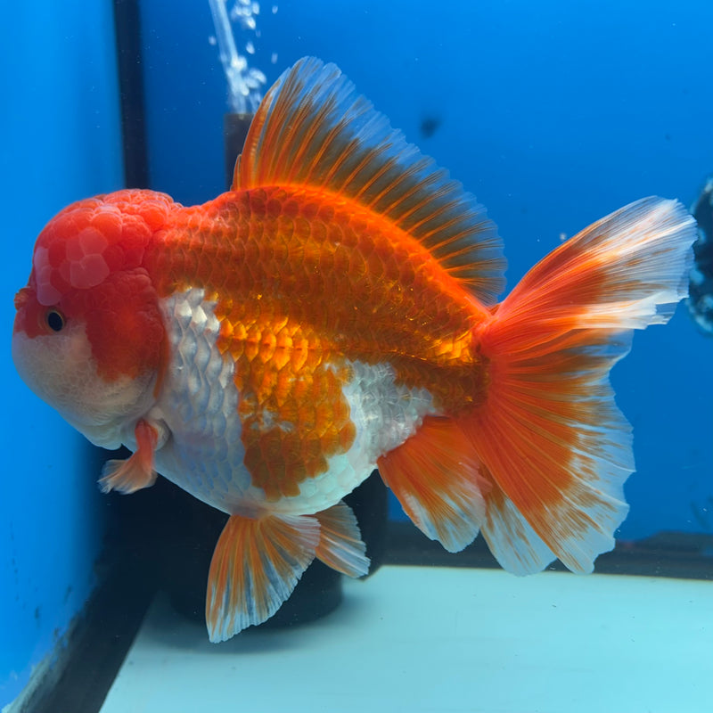 Thai Jumbo Oranda Red/White 4.5” Body Female(CRP-CK-1082)BLUETUB2