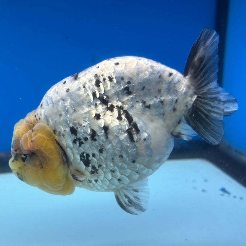 Thai Ranchu Lemon Head White Tiger 4” Body Male(BIN-CK-1038)R1BLUETUB2
