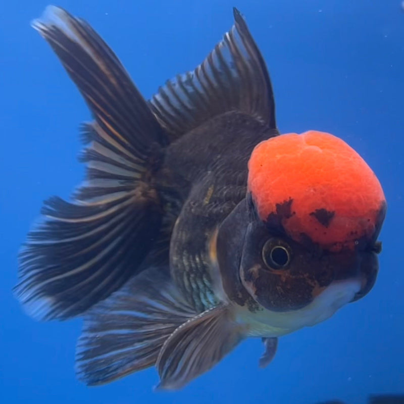 Thai Oranda Black Body Red Cap 3” Body Male(CK-669)R1B08