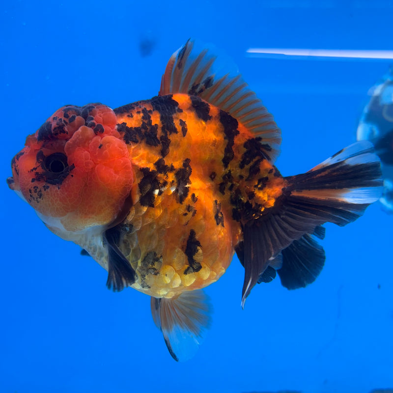 Thai Oranda Calico Tiger 3.5” Body Female(CK-1513)BLUETUB-D