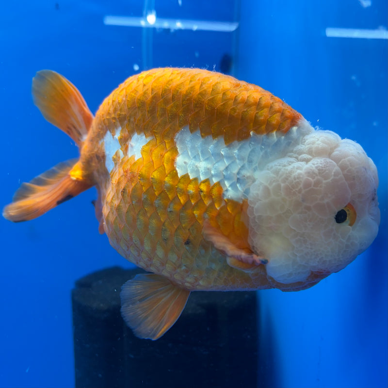 Thai Ranchu Lionchu Super Jumbo Red/White 6” Body Male(CK-764)SHOWTANK