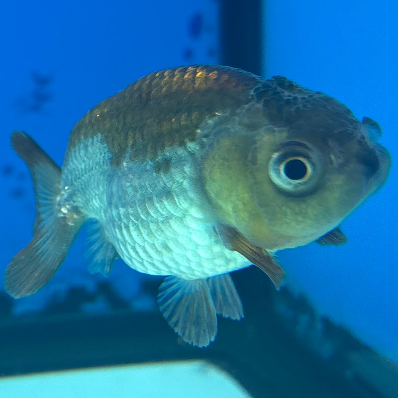 Thai Ranchu Blue RARE FIND 2” Body Male(CK-850)R3B18
