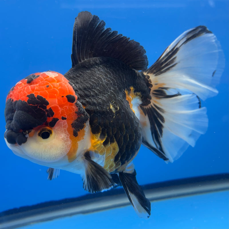 Thai Oranda NOK AA Medium Breed Peacock Tail Apache 4” Body Female(CK-802)R1A08