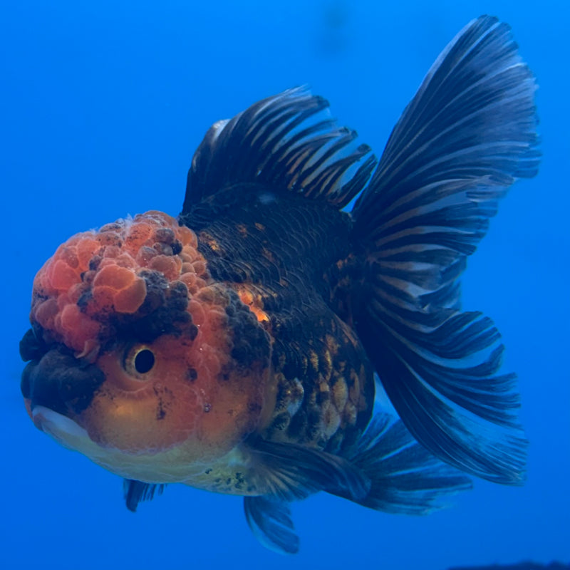 Thai Oranda Apache 3” Body Female(CK-706)R1A05