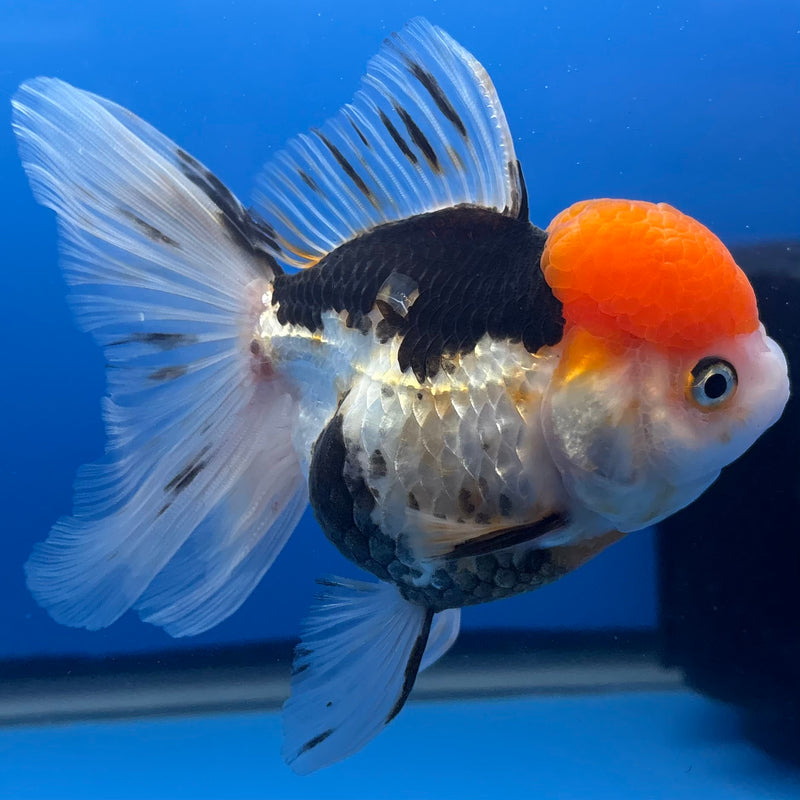 Thai Oranda Tri-Color 3.5” Body Female(CK-1382)R1B10
