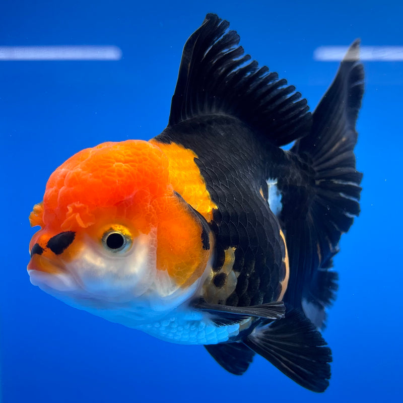 Thai Oranda Apache 3.5” Body Female(CK-1227)R1B08