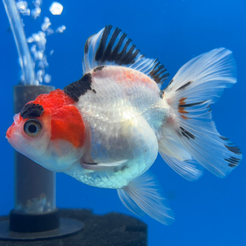Thai Oranda NOK Tri-Color 2.5” Body Female(NOK-CK-1177)R3B16