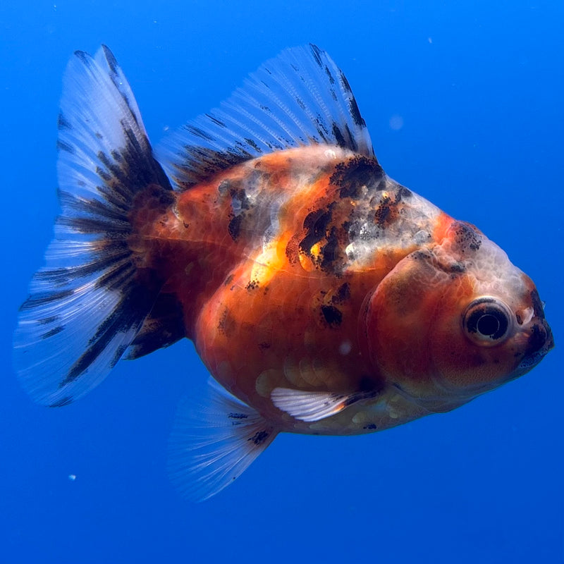 Thai Oranda SHOGUN 2” Body Male(CK-1007)R3B16