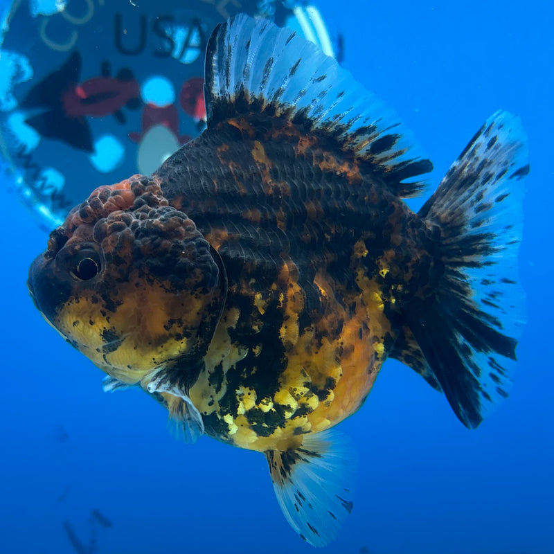 Thai Oranda Calico Yuanbao by SHOGUN 3” Body Female(CK-1201)SHOWTANK