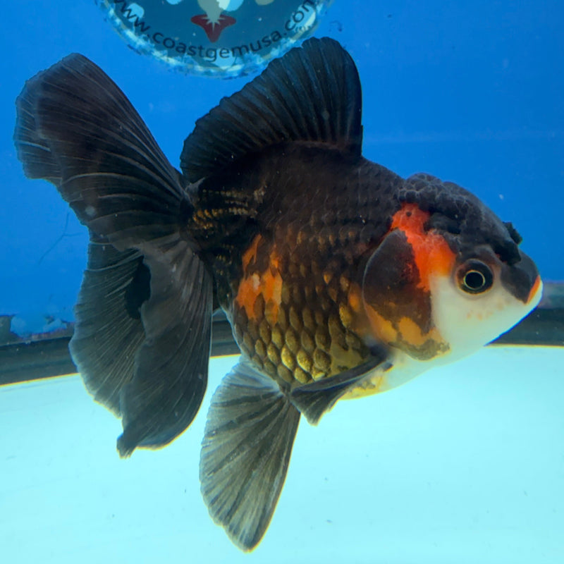 Thai Oranda Apache 3in Female (FEB-295)R2B05