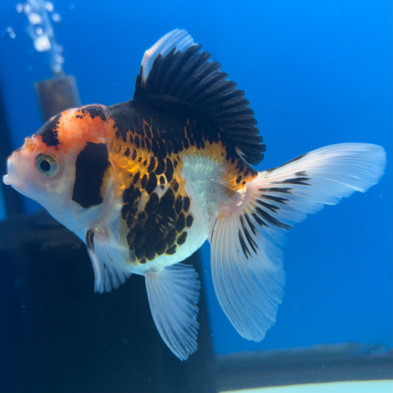 Thai Oranda Apache 2.5” Body Female(CK-903)R3B14