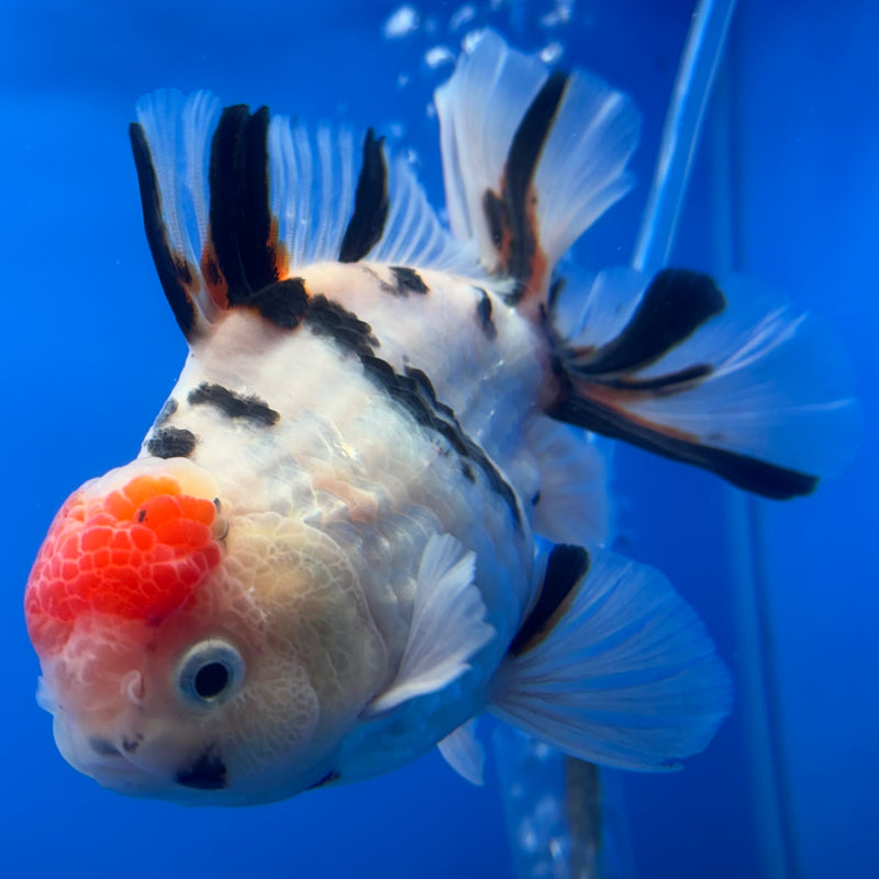 Thai Oranda Tri-Color Calico Tiger 3.5” Body Male(CK-715)R1A06