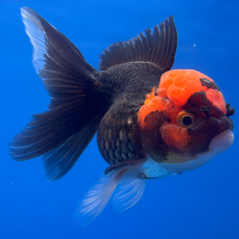 Thai Oranda Black Body Red Cap 3” Female(CK-786)R1A12