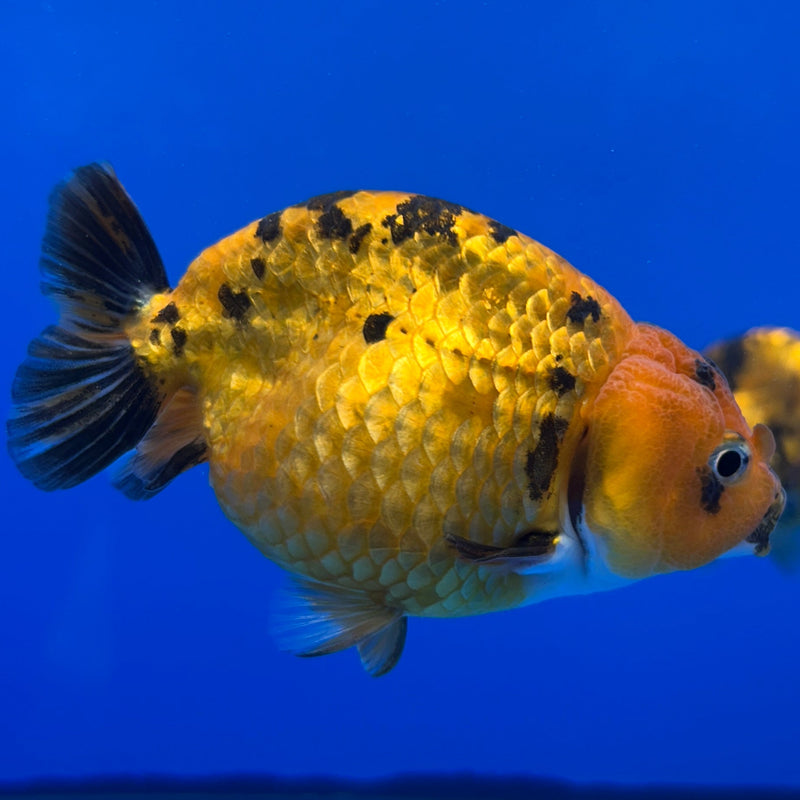 Live Fancy Goldfish Ranchu Red Tiger 3" Body (JC-001) R1A09