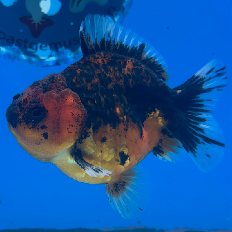 Thai Oranda SHOGUN 3” Body Male(CK-1161)R3A09