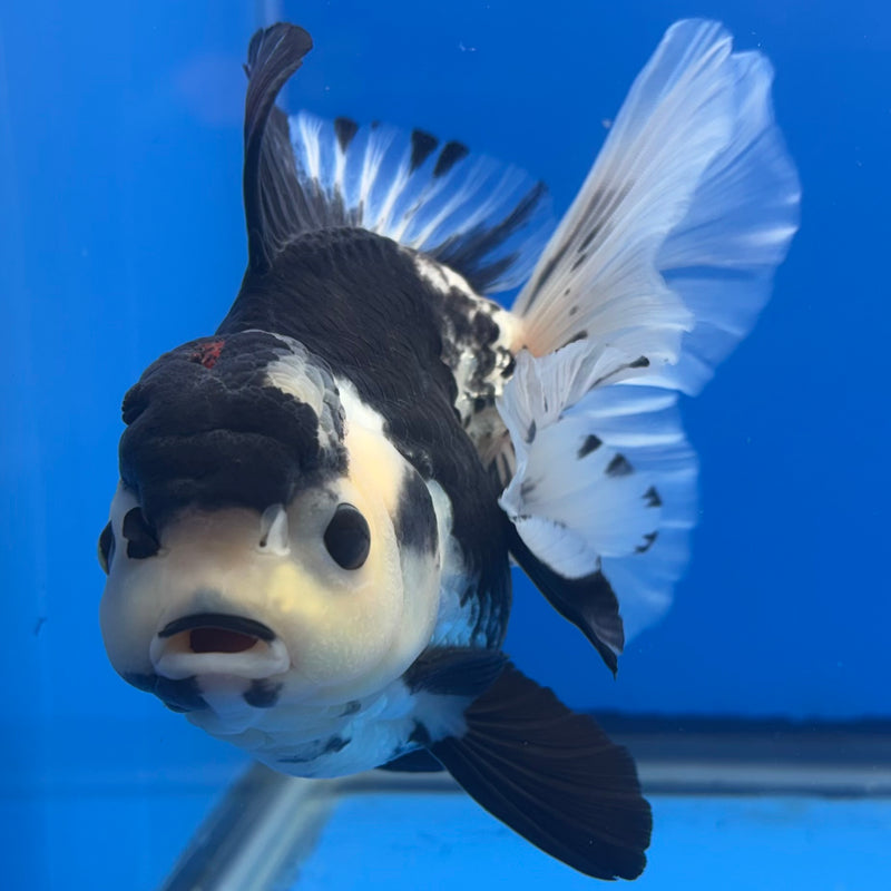 Thai Oranda JUMBO Panda 4.5” Body Male(QGF-CK-1332)BLUETUB1