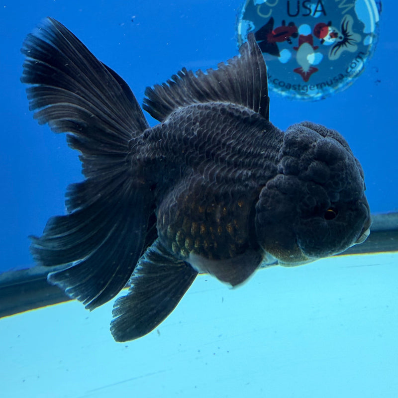 Thai Oranda Super Black 3in Female (FEB-297)R2B06