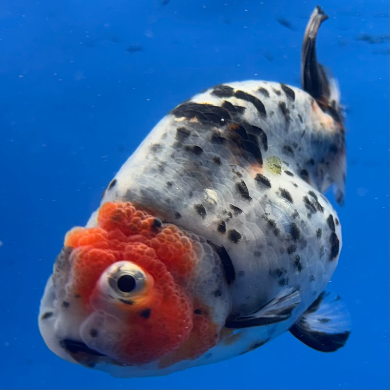 Thai Ranchu Tri-Color Calico 3.5” Body Female(CK-940)R2C03