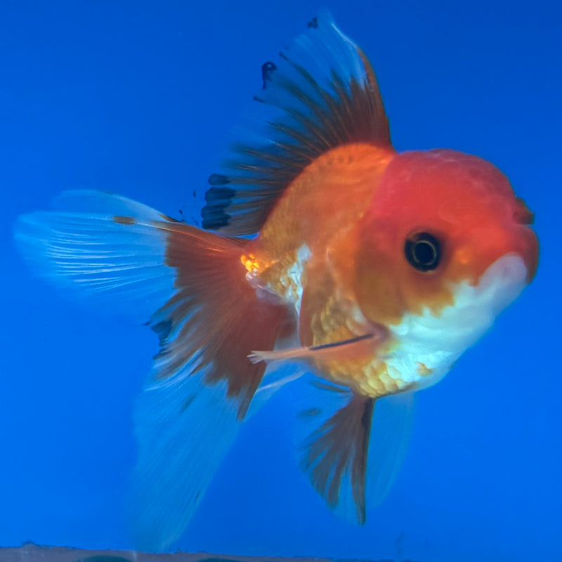 Thai Oranda Button Eye Red/White 2” Body Male(CK-1275)R3B05