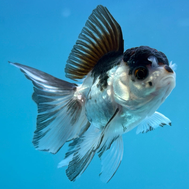 Thai Panda Red-Cap Oranda 2“ Body Male (JCD-146)R4C02