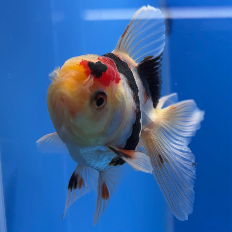 Thai Oranda Lemon Head Tri-Color 2” Body Male(CK-738)R3B21