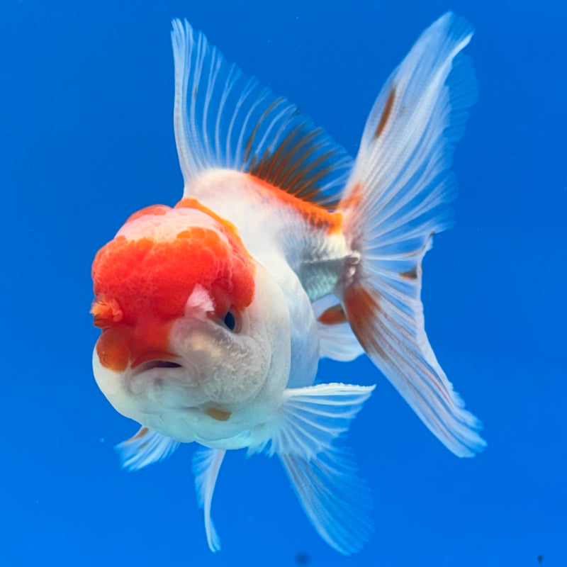 Thai Oranda Red/White 2.5” Body Male(CK-1294)R3B01