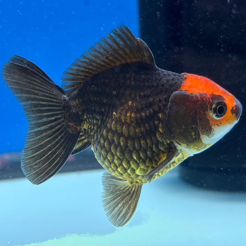 Thai Oranda Black Body Red Cap 2.5" Female (CK-1547)R3A16