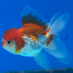 Thai Oranda Red/White 2" Female (CK-1562)R3A09