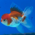 Thai Oranda Red/White 2" Female (CK-1562)R3A09