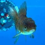 Thai Oranda Panda 2.5” Female (CK-1557)R3A12