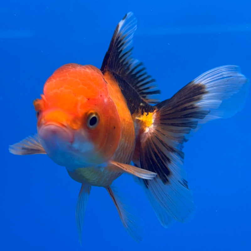 Thai Oranda Apache 2.5” Body Male(CK-1303)R3B16
