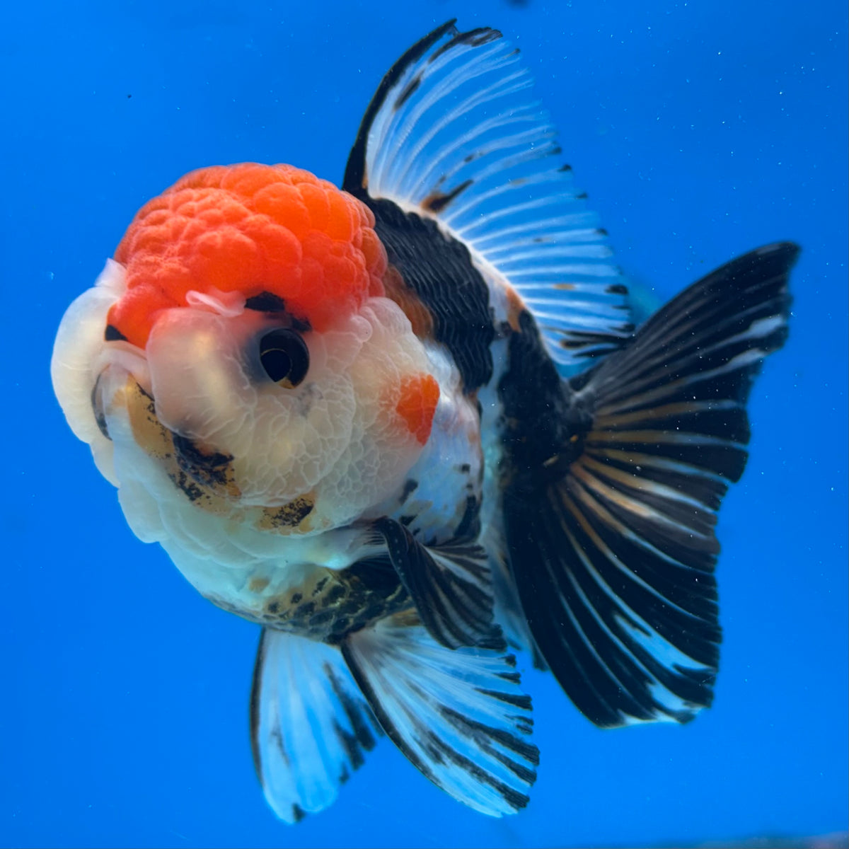 Thai Oranda Tri-Color 3” Male(CK-1625)R2A07