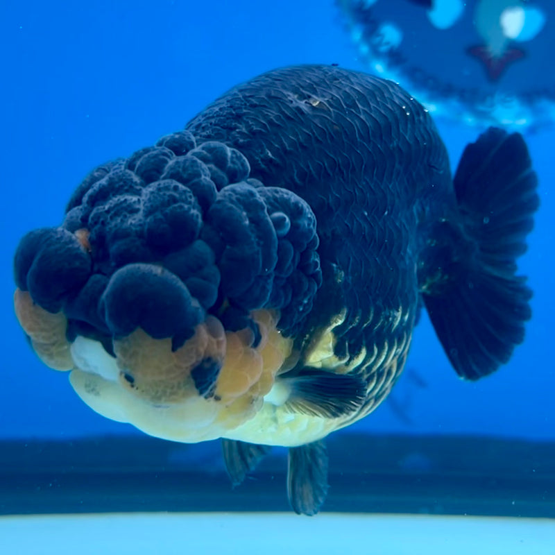 Thai Ranchu SPECIAL COLOR Apache 3.5” Body Male(CK-1134)R1A04