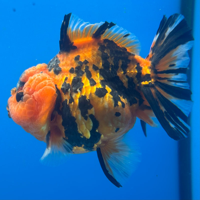 Thai Oranda Tiger Calico 3” Body Female(BIN-CK-1059)SHOWTANK2