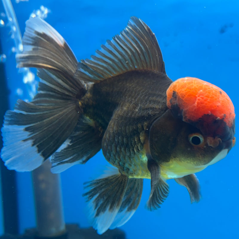 Thai Oranda Black Body Red Cap 3.5” Body Male(CK-922)R1BLUETUB4
