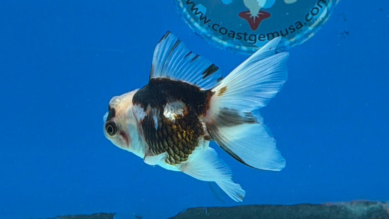Thai Oranda Tri-Color 2.5” Female (FEB-318)R3B08